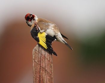 Close-up of bird perching on railing