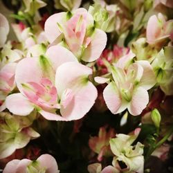 Close-up of flowers