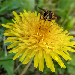 Close-up of insect on flower