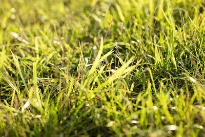 Full frame shot of green grass