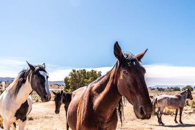 Wild horses in nevada desert