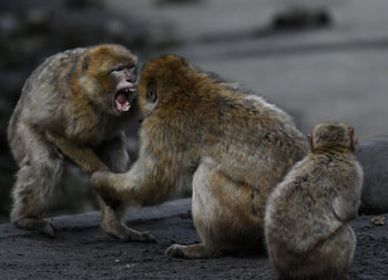 Monkeys sitting