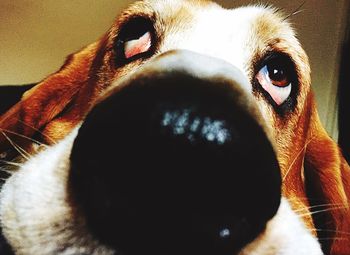 Close-up portrait of dog