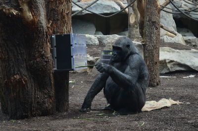 Monkey sitting on tree trunk