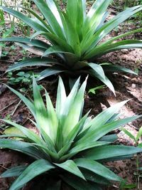 Close-up of flower growing in field