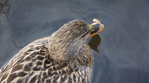 Close-up of duck swimming in lake