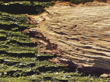 High angle view of trees on landscape