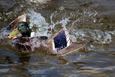 Close-up of ducks swimming in river