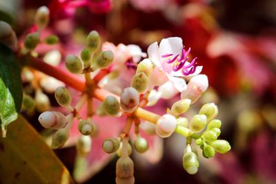 Close-up of pink flowers