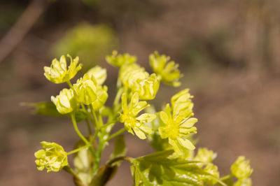Close-up of yellow flowering plant on field