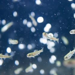 Close-up of fish swimming undersea