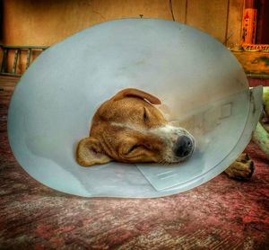 Dog with protective collar while sleeping in room