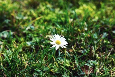 Close-up of white daisies blooming in field