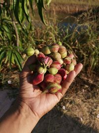 Cropped hand holding fruits