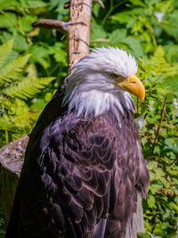 Close-up of eagle perching on tree