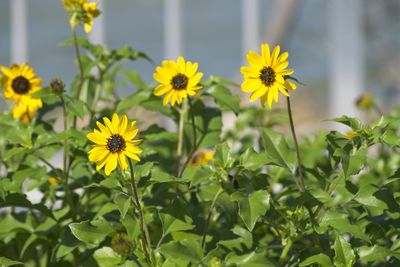 Close-up of yellow flowering plant