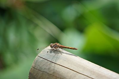 Close-up of insect on wood