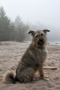 Dog sitting on snow land