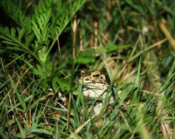 Portrait of a frog on field