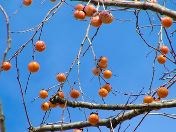 Low angle view of fruits on tree against sky