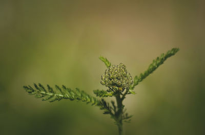 Close-up of plant