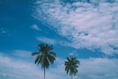 Low angle view of palm trees against blue sky