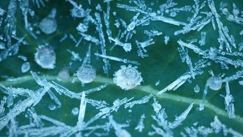 Full frame shot of frozen leaves