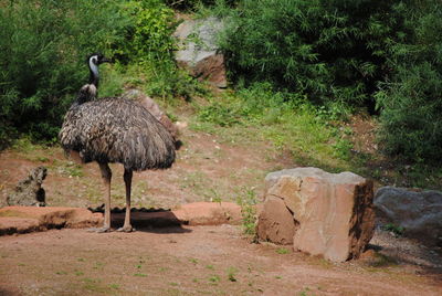 Sheep standing on rock by land