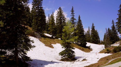 Pine trees in forest during winter