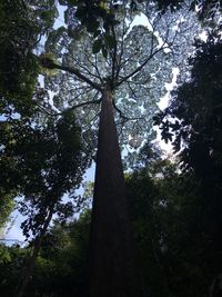 Low angle view of trees against sky