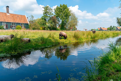 Sheep grazing by backwater at farm