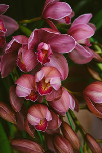 Close-up of pink lilies