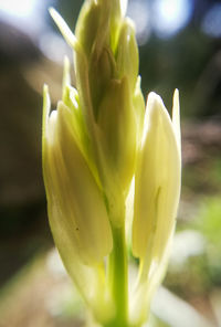 Close-up of yellow flowering plant