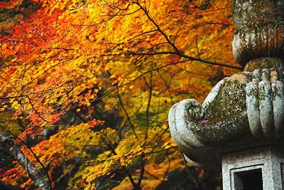 Close-up of autumnal tree