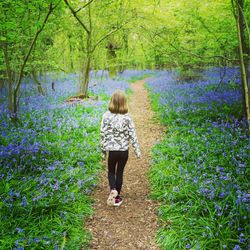 Rear view of girl walking on footpath at bluebell wood