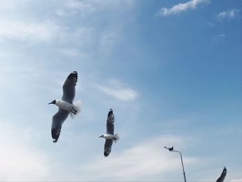 Low angle view of seagulls flying