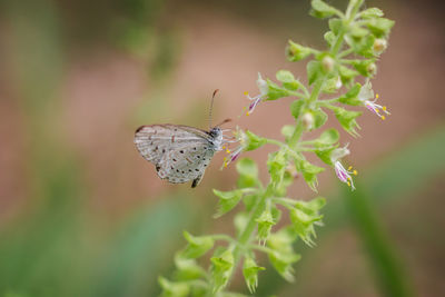 Close-up of butterfly pollinating flower