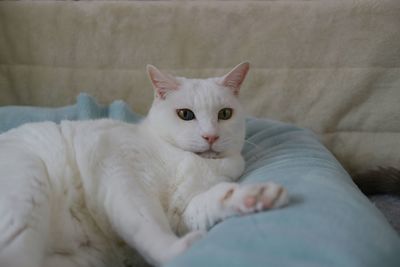 Portrait of cat lying on bed