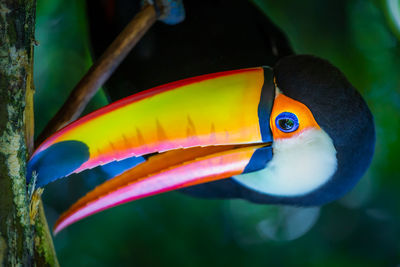 Close-up of bird perching on tree