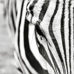 Close-up of zebra