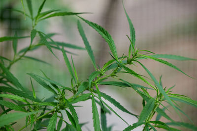 plant