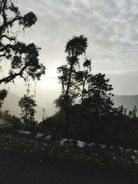 Low angle view of trees against sky