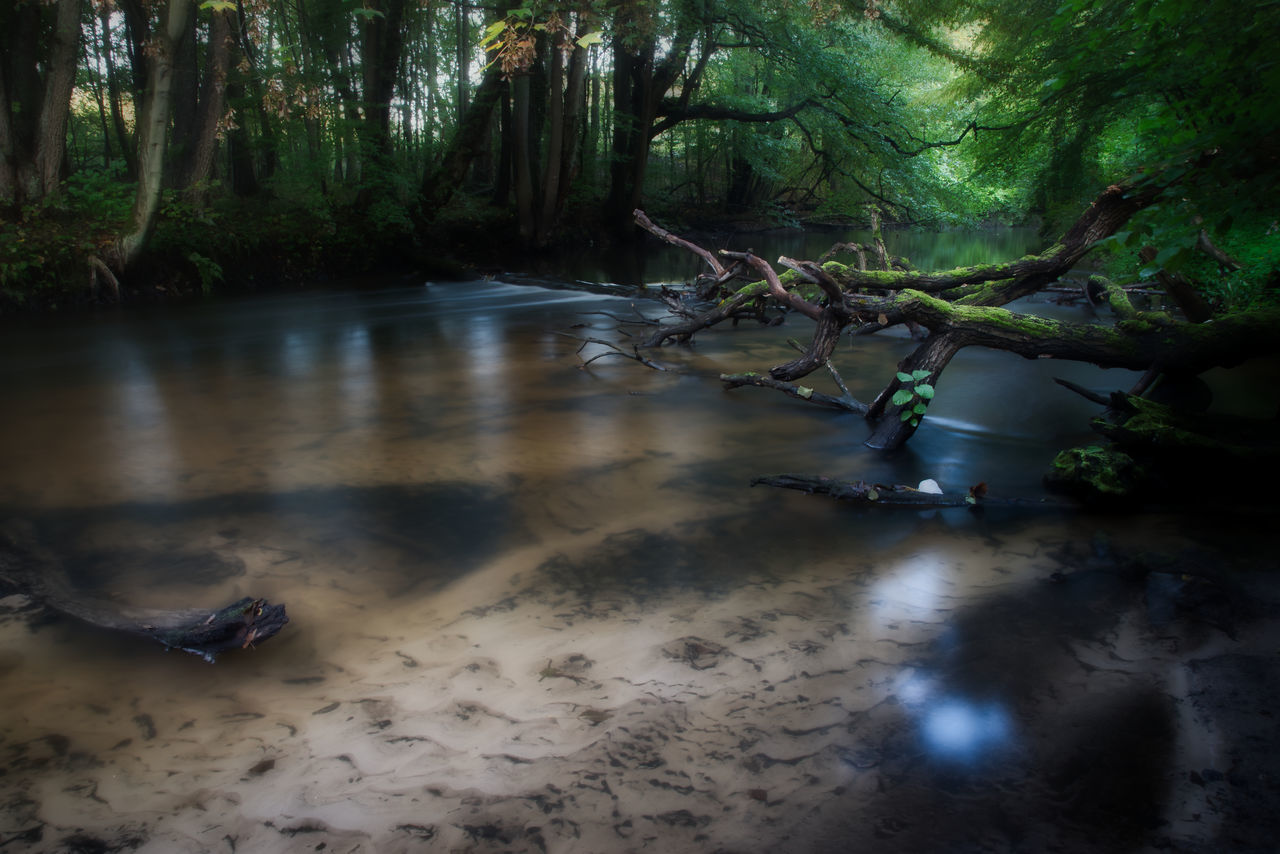 SCENIC VIEW OF WATER FLOWING THROUGH TREES