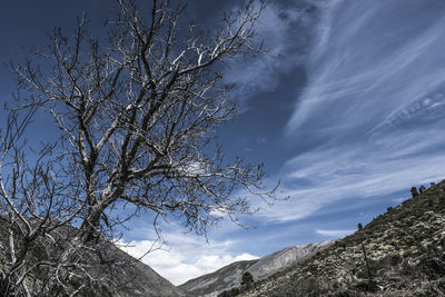 Low angle view of bare tree against sky