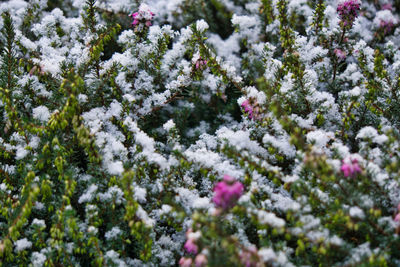 Close-up of snow on flowering plant