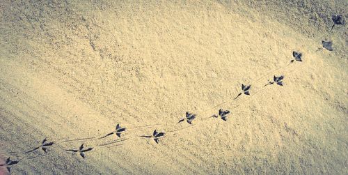 High angle view of birds on sand