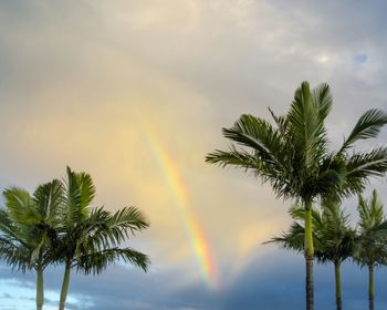 Low angle view of palm trees against rainbow