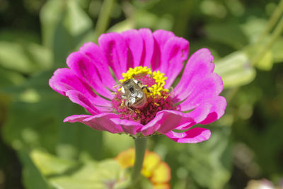 Close-up of bee pollinating on pink flower