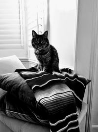 Cat sitting on window at home