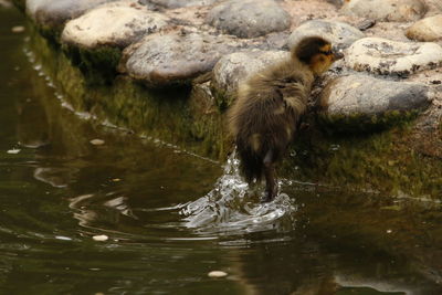 Duckling in water